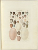 Title: Birds eggs of Victoria. | Date: 1855-56 | Technique: engraving, printed in brown ink, from one copper plate; hand-coloured