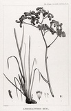 Title: Anigozanthos rufa | Date: 1800 | Technique: engraving, printed in black ink, from one copper plate