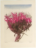 Artist: GRIFFITH, Pamela | Title: Gymea Lily (Doryanthes Excelsa) | Date: 1980 | Technique: etching, aquatint, spray resist, printed in colour, burnishing from two zinc plates | Copyright: © Pamela Griffith