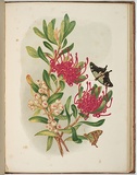 Artist: Meredith, Louisa Anne. | Title: Waratah and native arbutus | Date: 1860 | Technique: lithograph, printed in colour, from multiple stones