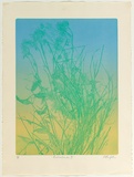 Artist: GRIFFITH, Pamela | Title: Australiana III | Date: 1979 | Technique: softground and colour roll printed in colour from one zinc plate | Copyright: © Pamela Griffith