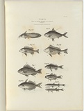 Title: Fishes. Living in the River Murray and its tributaries. | Date: 1856 | Technique: wood-engraving, printed in black ink, from one block