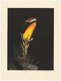 Artist: GRIFFITH, Pamela | Title: Singing Honeyeater | Date: 1986 | Technique: hardground-etching and aquatint, printed in colour, from two zinc plates | Copyright: © Pamela Griffith