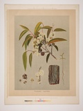 Artist: UNKNOWN | Title: Eucalyptus capitellata | Date: 1882 | Technique: lithograph, printed in colour, from multiple stones [or plates]