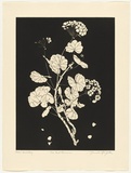 Artist: GRIFFITH, Pamela | Title: The Red Geranium | Date: 1988 | Technique: hardground-etching and aquatint, printed in black ink, from one copper plate | Copyright: © Pamela Griffith