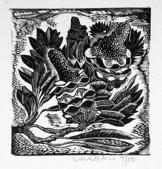 Artist: OGILVIE, Helen | Title: Banksia | Date: c.1942 | Technique: wood-engraving, printed in black ink, from one block
