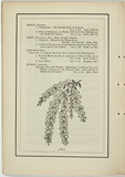 Title: not titled [acacia la trobei]. | Date: 1861 | Technique: woodengraving, printed in black ink, from one block