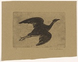 Artist: WILLIAMS, Fred | Title: Night heron | Date: 1962 | Technique: etching, aquatint and engraving, printed in black ink, from one copper plate | Copyright: © Fred Williams Estate