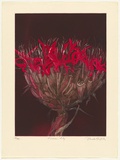 Artist: GRIFFITH, Pamela | Title: Gymea lily | Date: 1983 | Technique: hardground-etching, aquatint and burnishing, printed in colour, from two zinc plates | Copyright: © Pamela Griffith