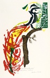 Artist: Brash, Barbara. | Title: Red Bird of Paradise. | Date: 1965 | Technique: screenprint, printed in colour, from eight stencils