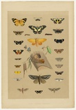 Artist: Angas, George French. | Title: South Australian lepidoptera. | Date: 1846-47 | Technique: lithograph, printed in colour, from multiple stones; varnish highlights by brush