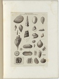 Title: Fossils of Victoria. | Date: 1855-56 | Technique: engraving, printed in black ink, from one copper plate