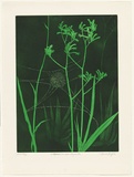 Artist: GRIFFITH, Pamela | Title: St Andrews Cross Spider and Kangaroo Paw | Date: 1983 | Technique: hardground-etching, aquatint and burnishing, printed in colour, from two zinc plates | Copyright: © Pamela Griffith