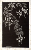 Artist: LINDSAY, Lionel | Title: Fuchsias | Date: 1939 | Technique: wood-engraving, printed in black ink, from one block | Copyright: Courtesy of the National Library of Australia