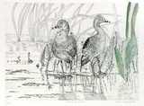 Artist: GRIFFITH, Pamela | Title: Whistling ducks | Date: 1989 | Technique: hard ground, aquatint, trial hand tinting on one copper plate | Copyright: © Pamela Griffith