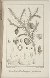 Artist: Becker, Ludwig. | Title: Octoclinis macleayana. | Date: 1857 | Technique: lithograph, printed in black ink, from one stone