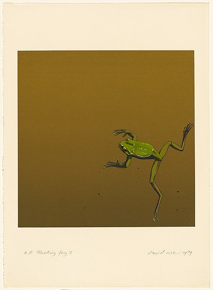 Artist: ROSE, David | Title: Floating frog I | Date: 1979 | Technique: screenprint, printed in colour, from multiple stencils