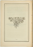 Title: not titled [corraea speciosa]. | Date: 1861 | Technique: woodengraving, printed in black ink, from one block