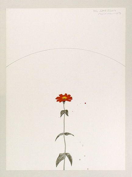 Artist: ROSE, David | Title: Little Zinnia | Date: 1974 | Technique: screenprint, printed in colour, from multiple stencils