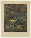 Artist: Caire, Nicholas. | Title: Fairy scene (Black Spur) Australia c.1888. | Date: c.1878-88 | Technique: photo-lithograph, printed in colour, from multiple stones