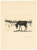 Artist: ROSE, David | Title: Donkey | Date: 1978 | Technique: aquatint and drypoint, printed in black ink, from one plate