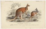 Artist: Fournier, Félicie. | Title: Kangurou laineux [Woolly kangaroo] | Date: 1839 | Technique: engraving, printed in black ink, from one copper plate; hand-coloured