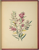 Artist: WALKER, Annie | Title: Eriostemon silicifolius. | Date: 1887 | Technique: lithograph, printed in black ink, from one stone; hand-coloured