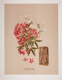 Artist: UNKNOWN | Title: Christmas bush | Technique: lithograph, printed in colour, from multiple stones [or plates]