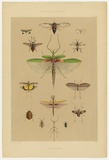 Artist: Angas, George French. | Title: Entomology. | Date: 1846-47 | Technique: lithograph, printed in colour, from multiple stones; varnish highlights by brush
