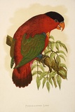 Artist: Lydon, Alexander Francis [A.F.L.]. | Title: Purple-capped lory. | Date: 1884 | Technique: lithograph, printed in black ink, from one stone; hand-coloured