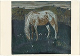 Artist: BOT, G.W. | Title: Appaloosa. | Date: 1989 | Technique: linocut, printed in colour, from multiple blocks