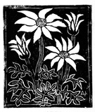 Artist: Kingston, Amie. | Title: Birthday card for Judy: Flannel flowers | Date: 1989 | Technique: linocut, printed in black ink, from one block