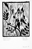 Artist: Newmarch, Ann. | Title: Malu Karu (Sturt Desert Pea) | Date: 1981 | Technique: linocut, printed in black ink, from one block