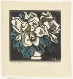 Artist: PRESTON, Margaret | Title: Spring magnolia. | Date: c.1932 | Technique: woodcut, printed in black ink, from one block; hand-coloured | Copyright: © Margaret Preston. Licensed by VISCOPY, Australia