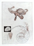 Artist: GRIFFITH, Pamela | Title: Helices | Date: 1979 | Technique: etching, aquatint, soft ground aquatint and roulette, printed in colour, from two zinc plates | Copyright: © Pamela Griffith