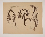 Artist: Hirschfeld Mack, Ludwig. | Title: not titled [Three flowers] [recto]; [Study for 'Three flowers'] [verso] | Date: (1950-59?) | Technique: transfer print (recto)