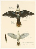 Artist: ROSE, David | Title: Plan for a flying kookaburra | Date: 1979 | Technique: screenprint, printed in colour, from multiple stencils