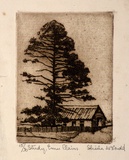 Artist: McDonald, Sheila. | Title: Study, Emu Plains | Date: c.1935 | Technique: etching printed in brown ink with plate-tone