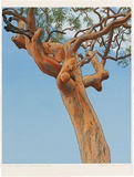 Artist: ROSE, David | Title: Angophora, Salamander Bay | Date: 2001 | Technique: screenprint, printed in colour, from multiple stencils