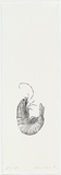 Artist: Pilgrim, Catherine. | Title: not titled [prawn] | Date: 1998, November | Technique: lithograph, printed in black ink, from one stone