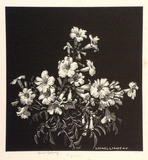 Artist: LINDSAY, Lionel | Title: Begonias | Date: 1925 | Technique: wood-engraving, printed in black ink, from one block | Copyright: Courtesy of the National Library of Australia