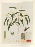 Artist: Fiveash, Rosa | Title: Eucalyptus rostrata. | Date: 1890 | Technique: lithograph, printed in colour, from multiple stones [or plates]