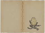 Artist: Rede, Geraldine. | Title: not titled [banksia]. | Date: 1909 | Technique: woodcut, printed in colour in the Japanese manner, from two blocks