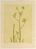 Artist: GRIFFITH, Pamela | Title: Anigonsanthos Veridis | Date: 1978 | Technique: soft ground, aquatint printed in green ink, from one zinc plate | Copyright: © Pamela Griffith