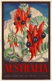 Artist: Mayo, Eileen. | Title: Australia (Sturt's Desert Pea) | Date: 1957 | Technique: offset-lithograph, printed in colour, from multiple plates
