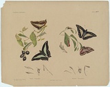 Artist: Scott, Helena. | Title: Papilio sarpedon, Papilio eurypylus. | Date: c.1865 | Technique: lithograph, printed in black ink, from one stone; hand-coloured