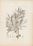 Artist: Redouté, Pierre-Joseph. | Title: Eucalyptus cornuta | Date: 1800 | Technique: engraving, printed in black ink, from one copper plate
