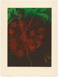 Artist: GRIFFITH, Pamela | Title: The Queensland Firewheel Tree | Date: 1987 | Technique: hardground-etching and aquatint, printed in colour, from two zinc plates | Copyright: © Pamela Griffith