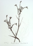 Artist: Pinkas, Anne. | Title: Kangaroo paw III | Date: 1988 | Technique: offset-lithograph, printed in dark green ink, from one stone