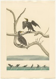 Artist: GRIFFITH, Pamela | Title: The Great Cormorant | Date: 1989 | Technique: hardground-etching and aquatint, printed in colour, from two copper plates; additional hand-tinting | Copyright: © Pamela Griffith